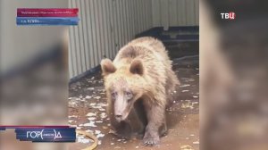 Ветеринары спасли медвежонка из Сочи