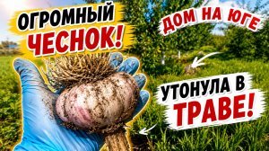 Дом на Юге. Утонула в траве. Огромный чеснок.
