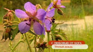 Тёплый дождь | С любовью от Бога