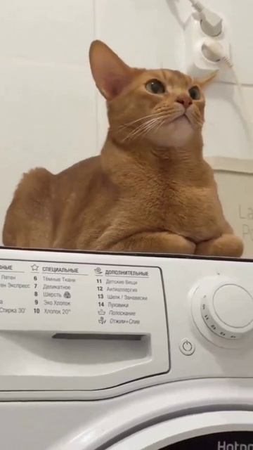😾😾😾