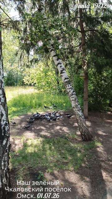 Наш зелёный Чкаловский посёлок.
Омск.01.07.2026 смотреть онлайн