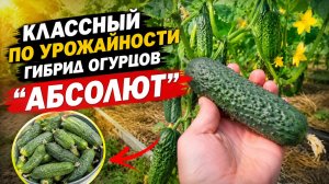 Огурцы «Абсолют». 20 дней после высадки- отличный гибрид!