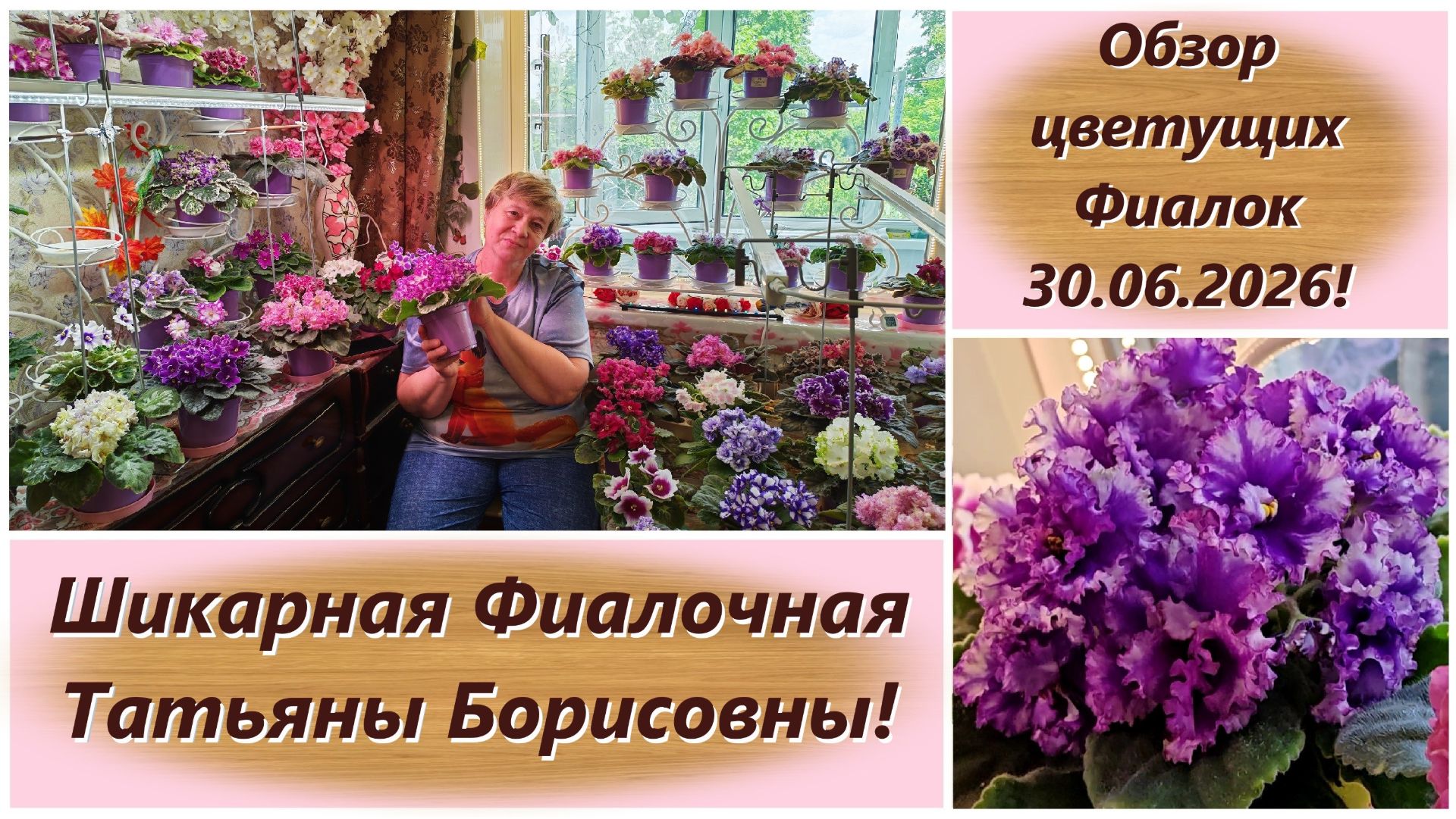 Обзор цветущих Фиалок 30.06.2026! Шикарная Фиалочная Татьяны Борисовны!