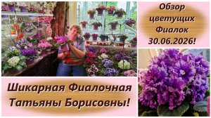 Обзор цветущих Фиалок 30.06.2026! Шикарная Фиалочная Татьяны Борисовны!