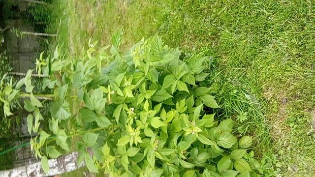Дача смотреть онлайн
