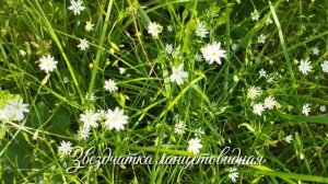 Таинственность и красота 🌸🌿
