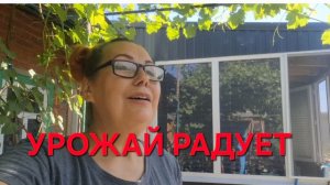 1331 Урожай Радует.Но не всегда. Жизнь Городских в станице.