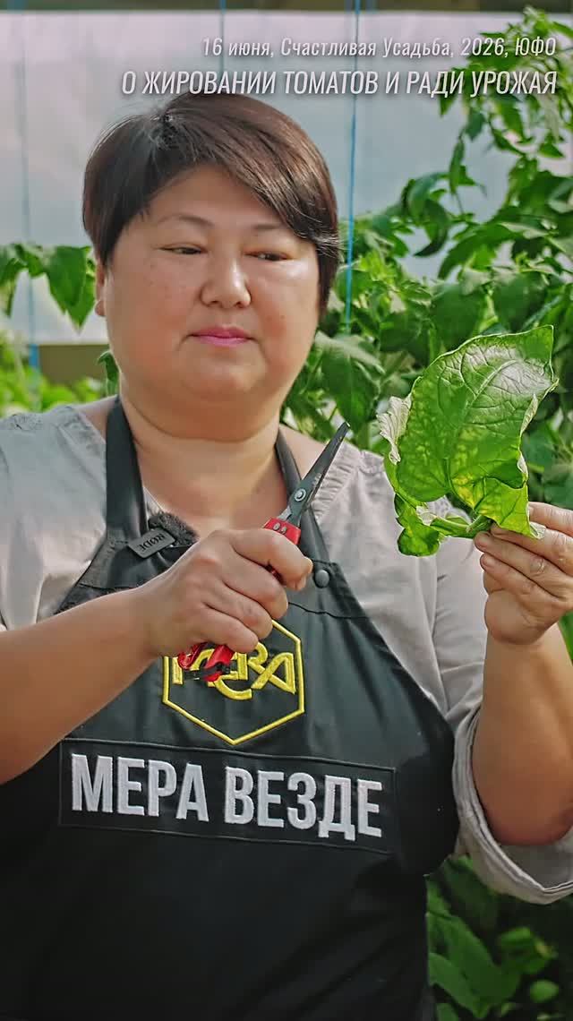 Какие листья удалять на томатах в июне?  #огород #садоводничество #дача #garden #томаты #обзордачи