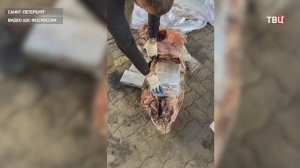 Начиненный кокаином тунец перехватили в порту Санкт-Петербурга