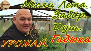 Дача 20 серия.Месяц лета прошёл.Забор, Душ, Гадюки,Урожай.#дача .#стройка  .#участок .#лес .#огород