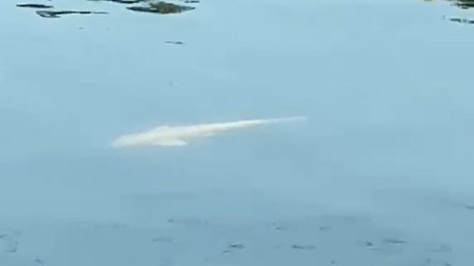Что за рыба-альбинос завелась в городском пруду? 😱🎣 смотреть онлайн