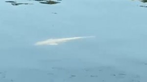 Что за рыба-альбинос завелась в городском пруду? 😱🎣