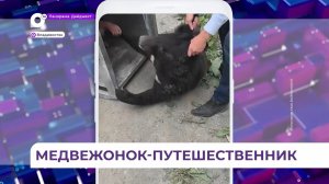 Во Владивостоке успешно осуществили операцию по поимке гималайского медведя