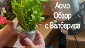 ASMR распаковка растений с Wildberries