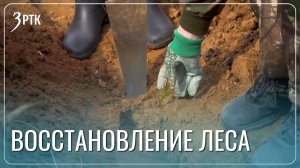 55 тысяч гектаров леса высадят в Забайкалье