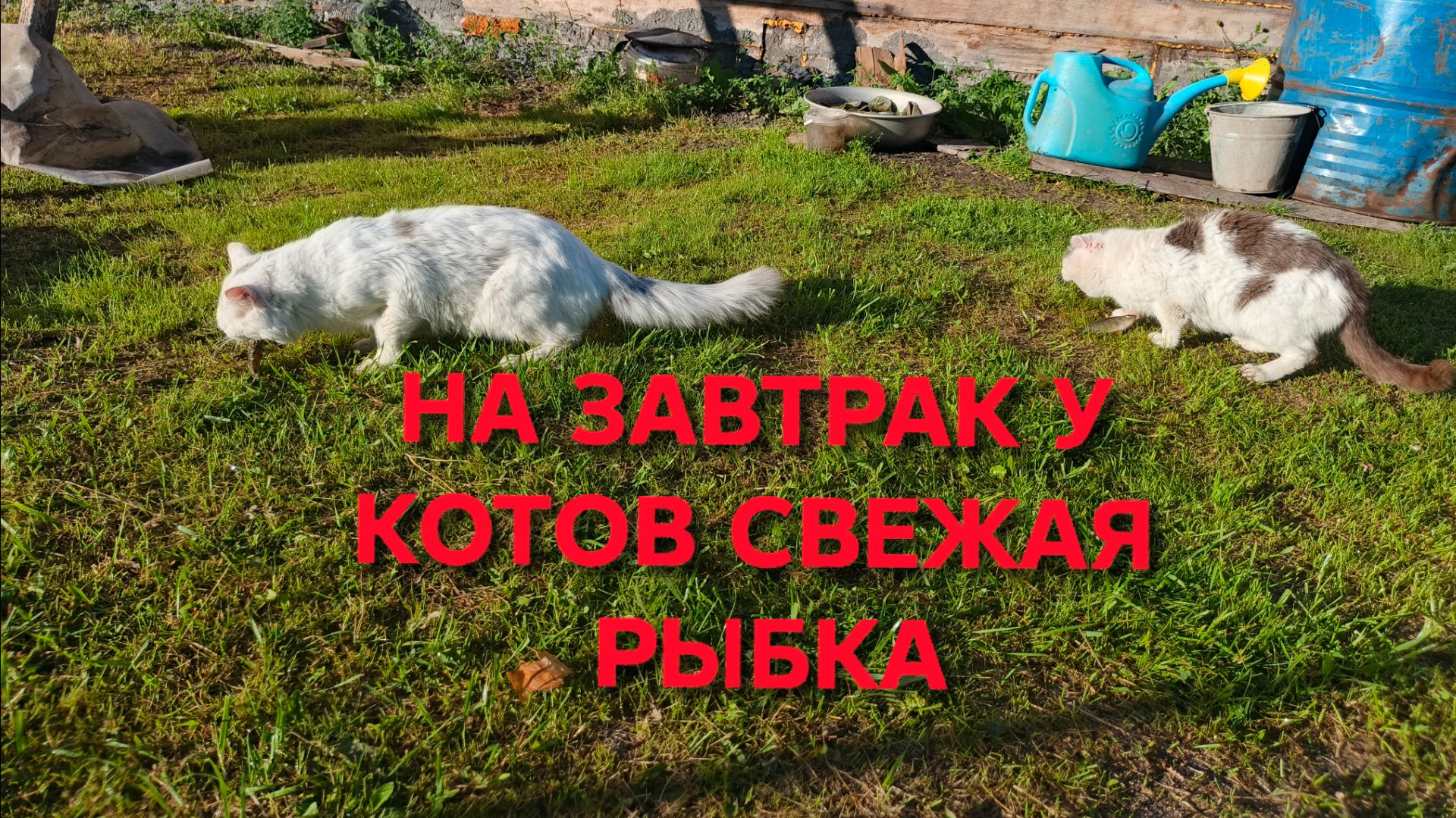 Деревенские будни