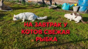 Утро в деревне у меня начинается с рыбалки Наловил котам окуней на завтрак