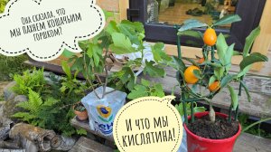 Распаковка необычной посылки с подарками и двух коробок с растениями