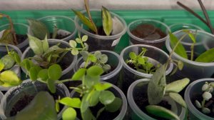 Новинки хой и дисхидий, которые успели укорениться🌿.