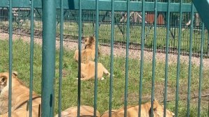 Парк львов «Земля прайда» - место, где начинается вторая жизнь.