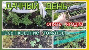 Дачный день//помидорки//ягодка