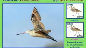 Веретенник. Кулик. Голоса птиц