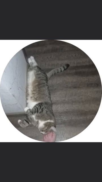 Ночные коты: Тимофей и Рамзес)