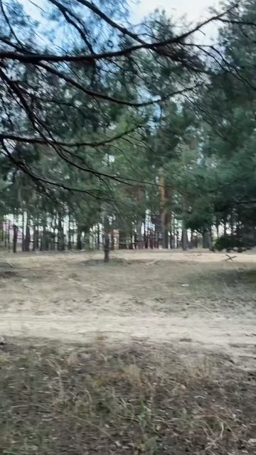 Светлый березовый летний лес прогулка ASMR смотреть онлайн