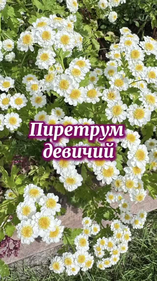 Пиретрум девичий