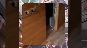 1000063236.mp4 (Собака смотрит на покраску стен, потолка внутри дома А-фрейм)