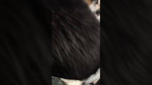 нашли кота🐱🐱