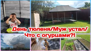 День тюленя/МИША устал.Срочно надо отдохнуть/Что с огурцами/День мамы домохозяйки