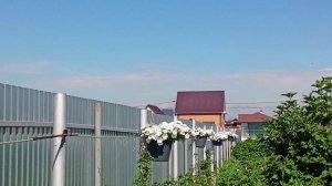 01.07.2026 Петунии