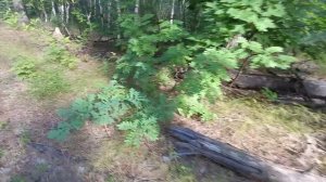 Сколько жителей Воронежской области пострадало от укусов клещей