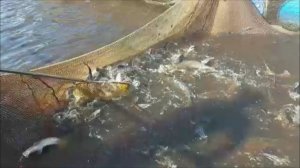 Зарыбление осетром нижнего водоёма 100 кг. Клёвое место, Лосиный остров.