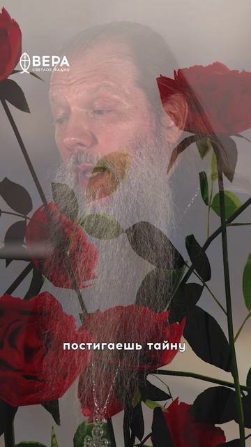 Роза, царица цветов, щедро украшена лепестками, вобравшими небесную и земную палитру