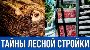 ЧТО ОНИ СТРОЯТ В ЛЕСУ? 🌲 Анапа сегодня. Нашли странные постройки в лесу под Анапой