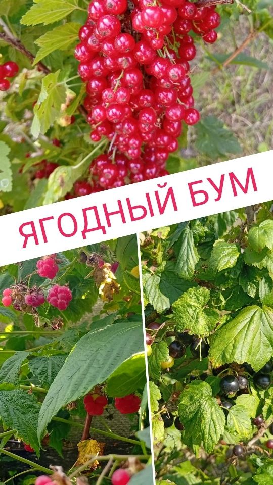 ЯГОДНЫЙ БУМ / САД СВОИМИ РУКАМИ / ВКУСНЫЕ ЯГОДЫ  #дача #сад #shorts #garden