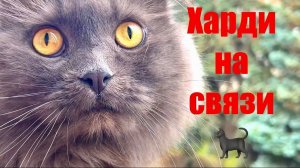 1.07.2026  НОВОКУЗНЕЦК  доброе утро 🌞 ХАРДИК НА СВЯЗИ 😁 #надеждажитина #лето #жара #жизнь