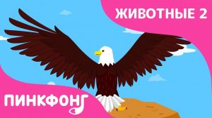 Орёл — Стремительный Орёл | Песни про Животных | Пинкфонг Песни для Детей