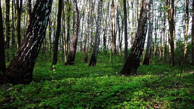 Матрица ГАРЯЕВА. Восстановление и регенерация. Чистый звук. Видео с канала: Tirtha_Relax  на YouTube