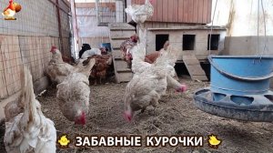 Забавные курочки несушки во дворе и курятнике очень счастливы 🥚😂🐥 (4)