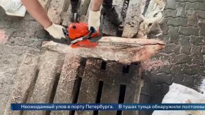 Полтонны кокаина обнаружили в контейнере с тунцом в порту Петербурга.