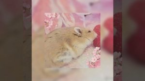 🌹Песня 🎧