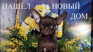 НАШЁЛ НОВЫЙ ДОМ #купить_щенка_чихуахуа_продаю +79215950848