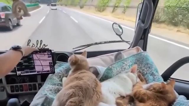 Дальнобойные коты