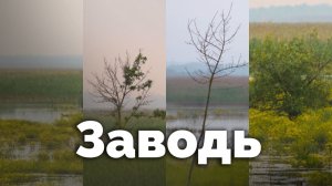 Заводь | С любовью к русской природе