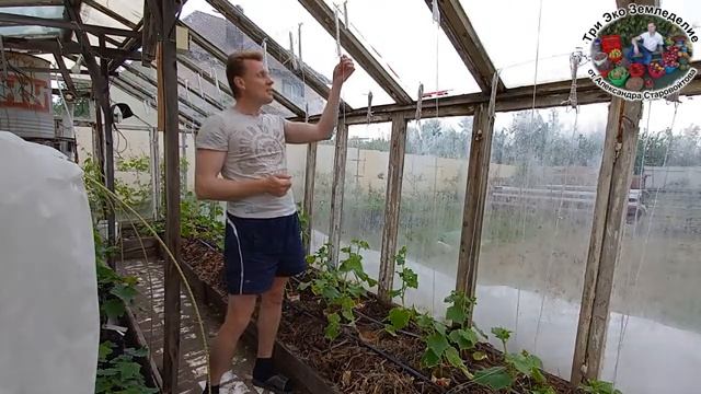 выращиваем огурцы в теплице смотреть онлайн