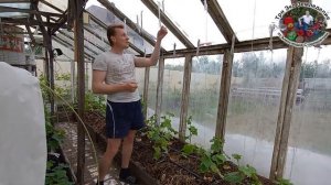 выращиваем огурцы в теплице