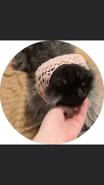 Кот Рамзес)